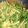 blackfrog's cooksnap of when they made 水菜とツナのサラダ.