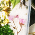 ふぁんたにゃん's cooksnap of when they made 桜ごはんのお弁当(^^).