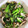 クック7NA4SM☆'s cooksnap of when they made 小松菜としめじのマヨ炒め.