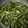 クックPCKCO5☆'s cooksnap of when they made ベトナム風　空芯菜とニンニクの塩炒め.