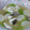 や～たん食堂's cooksnap of when they made たらとかぶのスープ煮.