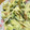 へそ曲がりクック's cooksnap of when they made トマトとレタスのマスタードマヨ.