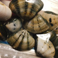 みぃぃちゃま's cooksnap of when they made はまぐりの冷凍保存方法♪.