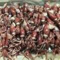 kanaemina's cooksnap of when they made ホタルイカの下処理.