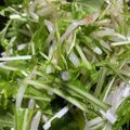 no1642's cooksnap of when they made 水菜ともやしのサラダ.