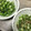 みりん調味料's cooksnap of when they made ご飯のお供！　★刻みオクラ★.