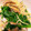 67luna's cooksnap of when they made あさりと菜の花の和風ペペロンチーノ.