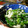 たんこたんきち's cooksnap of when they made 菜の花の白和え.
