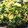 emi2yan's cooksnap of when they made 海老と菜の花の塩麹炒め.