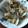 つえちょん's cooksnap of when they made 簡単♪ あさりのガーリックバター炒め.