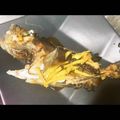 らくだ丸ちゃん's cooksnap of when they made フライパンで超簡単＆時短 カサゴの煮付け.
