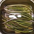 昇父さん's cooksnap of when they made つわぶき 灰汁抜き処理・ツルツル皮むき.