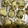 つくもぐ's cooksnap of when they made 箸で切れる！挟まないささみ大葉チーズ焼き.