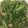 クック78R779☆'s cooksnap of when they made ✿かぶの葉とツナの胡麻和え♪レンジ✿.
