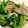 のらむーちょ's cooksnap of when they made 豚肉と菜の花のからし和え.