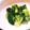 クリーピングタイム☆'s cooksnap of when they made やみつきブロッコリー.