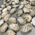 U☆kaoru's cooksnap of when they made あさりの砂抜き【プロのコツ付き】.
