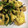 ple510's cooksnap of when they made 塩昆布とほうれん草を卵で絡めて・・・.
