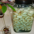 mmameco's cooksnap of when they made 簡単らっきょう酢☆らっきょう漬☆.