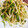 NEKOほっぺ's cooksnap of when they made もやしと豆苗のオイスターソース炒め.