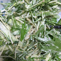 ちゃぎー's cooksnap of when they made 水菜ときゅうりのゴママヨサラダ.