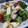 ちばたま's cooksnap of when they made 簡単。マヨ節サラダ。.