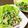 LimeLunch's cooksnap of when they made ツナとアスパラ菜の柚子胡椒和え.