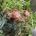 Tiny♡'s cooksnap of when they made 水菜の鰹節サラダ.