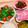 ねこ's cooksnap of when they made おかずや酒の肴に最高＊赤大根の土佐酢漬け.