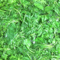 ﾓﾙﾓﾙ's cooksnap of when they made ヨモギを茹でる.