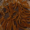 swampblue☆'s cooksnap of when they made オレンジピール.