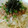 あさともかずみん's cooksnap of when they made 納豆とバターで和風スパ☆柚子胡椒付き☆.