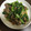 とまえさん's cooksnap of when they made 中華風☆豚コマ小松菜炒め.