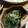 豆乳pudding's cooksnap of when they made にらの中華風おひたし.