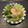 Hirarinn☆'s cooksnap of when they made 色合いきれい♪簡単鮭缶と玉ねぎのサラダ.