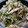 maikotree's cooksnap of when they made ささ身とモヤシのナムル（風）.