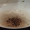 クックZ86XYW☆'s cooksnap of when they made ☆水菜と挽き肉としめじのマヨネーズ炒め☆.
