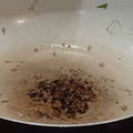 クックZ86XYW☆'s cooksnap of when they made ☆水菜と挽き肉としめじのマヨネーズ炒め☆.