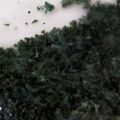 Jo～Jo～'s cooksnap of when they made 常備して便利！冷凍パセリ.