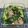 ◆どらしま◆'s cooksnap of when they made 塩昆布の白滝パスタ.