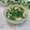 Satoco❋'s cooksnap of when they made ✿野菜直売所のおばちゃん直伝・わけぎ丼✿.