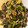 nachua's cooksnap of when they made 小松菜としらす炒め.