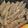 きさらぎぢゅうく's cooksnap of when they made タラコとこんにゃくの和え物.