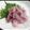 xxこのみxx's cooksnap of when they made 新玉ねぎ☆紫蘇ふり漬け.