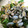 クック6LEB6X☆'s cooksnap of when they made お皿をチン☆で終わり☆あさりの酒蒸し.