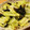 かなりんココりん's cooksnap of when they made きくらげとキャベツの炒め物.