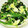 ＊美蛍＊'s cooksnap of when they made ほうれん草の卵とじ.