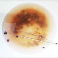 ちゃーりーWKY's cooksnap of when they made 茹でホタルイカの下ごしらえ　ストレス無　.