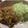 ちゃおっこ☆'s cooksnap of when they made 玉ねぎと豚のしょうが焼き.