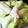 ゆいmaru3's cooksnap of when they made レタスの芯の抜き方＆鮮度を保つ保存法.